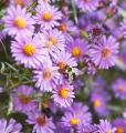 IMG_0515 bees on purple flowers